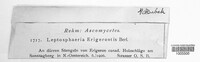 Leptosphaeria erigerontis image